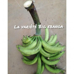 Plantains from Cameroon (variety "big ebanga")
