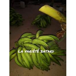 Plantains from Cameroon (variety "bâtard")